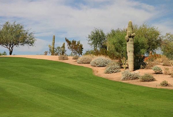 Complete Guide to Artificial Grass Installation in Phoenix AZ