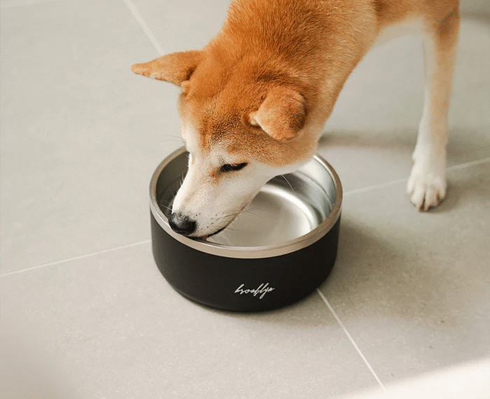 Choosing the Best Insulated Dog Bowl for Your Pet