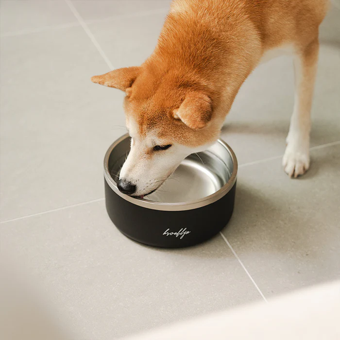 Choosing the Best Insulated Dog Bowl for Your Pet
